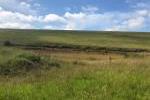 Sugar Cane plantation
