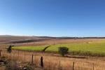 Sugar Cane plantation