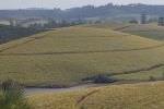 Sugarcane and dam