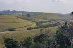 Sugarcane fields